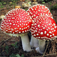 Правила лечения мухоморами